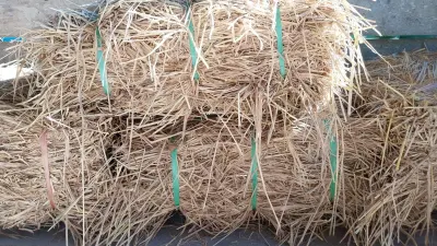 Dari Jerami Jadi BBM, Mengupas Teknologi Canggih di Balik Bobibos, Bahan Bakar Buatan Anak Bangsa