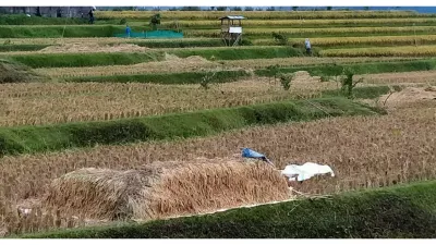 Jerami, EMAS Tersembunyi dari Sisa Panen yang Dijadikan Bahan Baku Utama BOBIBOS, Apa Saja Manfaatnya? 