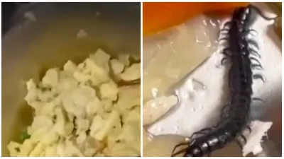 Viral di Medsos, Kelabang hingga Cacing Tanah di Makanan Program MBG