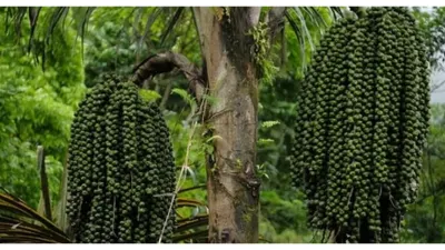 Waduh! BOBIBOS Bakal Punya Saingan, Ada Bahan Bakar dari Aren yang Sedang Dikembangan Pemerintah