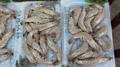 Masih Jadi Sorotan, 5 Fakta Kasus Udang Beku Radioaktif CS-137 di Cikande