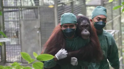 BNI Dorong SDGs Goal 15 melalui Rehabilitasi Orangutan dan Hutan