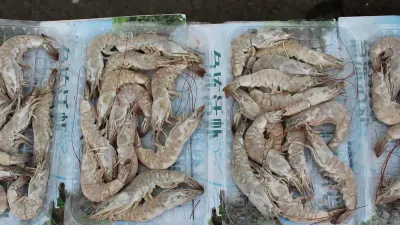 Udang Beku Tercemar dan Ditemukan Serpihan Besi Radioaktif, Ini Kronologi Lengkap Kasus Cikande