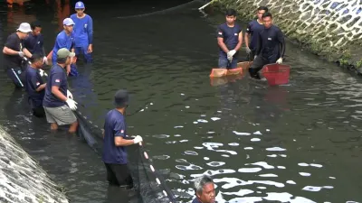 Operasi Ikan Sapu-sapu, Dinas KPKP DKI Jakarta: Ikan Dikubur dalam Keadaan Sudah Mati...