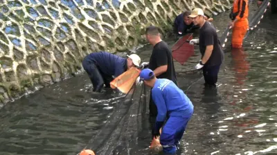 Kurangi Ledakan Populasi Ikan Sapu-sapu, Pemprov DKI Intensifkan Pengerukan Sedimen dan Pembersihan Air Sungai! 