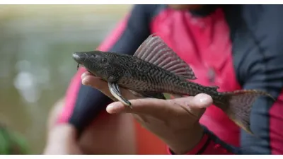 Ikan Sapu-sapu (Sumber: beritajakarta.id/ istimewa)