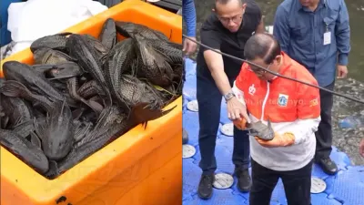 Apa Saja Kandungan Logam Berat di Dalam Tubuh Ikan Sapu-sapu yang Sedang Diburu Pemerintah Jakarta?