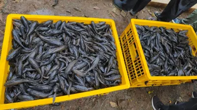 Pemerintah Provinsi (Pemprov) DKI Jakarta melalui Dinas Ketahanan Pangan, Kelautan, dan Pertanian (KPKP) mencatat sebanyak 68.880 ekor ikan sapu-sapu berhasil ditangkap. (Sumber: beritajakarta.id | Foto: beritajakarta.id)