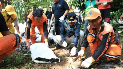 Akan Dilakukan Intensif, Wali Kota Jaksel Muhammad Anwar Pastikan Operasi Penguburan Ikan Sapu-sapu Ikuti Rekomendasi MUI! 