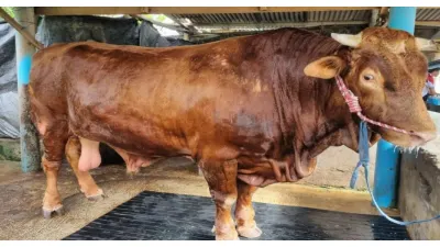 Kepala BGN Sebut Kebutuhan 19 Ribu Ekor Sapi dalam Program MBG Hanya Sekadar Simulasi Perhitungan