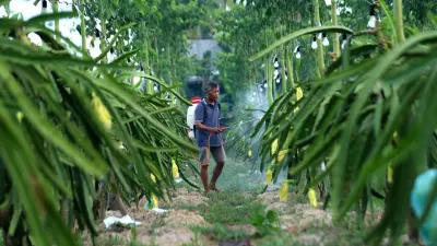 Dukungan Pemberdayaan BRI Bantu Petani Buah Naga Banyuwangi Raih Pasar yang Lebih Luas