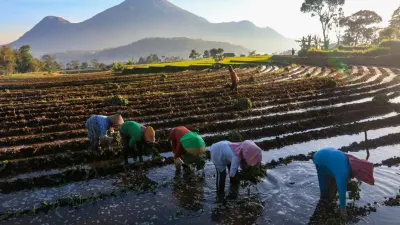 KUR BRI menjadi solusi permodalan bagi petani dalam meningkatkan produktivitas, menjaga keberlanjutan usaha, serta memperkuat ketahanan pangan dan ekonomi kerakyatan nasional.