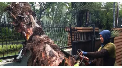 Pohon Tumbang di Jakarta Timur (Sumber: beritajakarta.id/ Nurito)