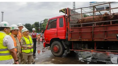 Pemprov DKI Jakarta Datangkan Sapi dari Autralia untuk Perkuat Stok Pangan, Tahap Pertama Ada 3.139 Ekor