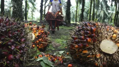 Kelapa Sawit. (Sumber: bskdn.kemendagri.go.id)