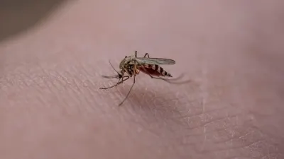 Ilustrasi.Gubernur DKI Jakarta, Pramono Anung minta Dinkes DKI selalu waspada terkait potensi kasus Demam Berdarah Dengue (DBD) hingga Superflu. (Sumber: Pixabay | Foto: Pixabay)