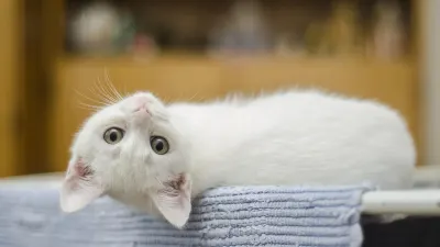 Ilustrasi. Program "Traktir Kucing" resmi diperluas hingga ke kawasan Pasar Santa. (Sumber: Pixabay | Foto: Pixabay)
