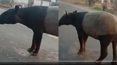 Kasus penyembelihan satwa dilindungi jenis tapir yang sempat viral di media sosial akhirnya menemui titik terang. (Sumber: kolase x @akunhewan | Foto: kolase x @akunhewan)