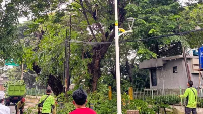 Setidaknya 1.150 pohon rawan tumbang sudah dilakukan penanganan oleh Pasukan Hijau Suku Dinas Pertamanan dan Hutan Kota (Tamhut) Jakarta Utara. (Sumber: beritajakarta.id | Foto: beritajakarta.id)