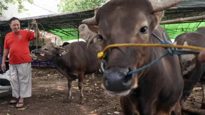Jelang Iduladha, Pramono Anung Pastikan Stok Daging di DKI Jakarta Aman dan Belum Alami Kenaikan 