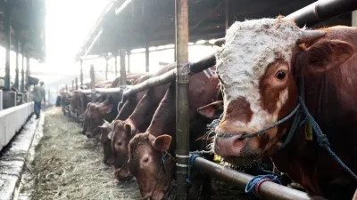 Perumda Dharma Jaya menargetkan penyediaan hewan kurban sebanyak 900 ekor sapi guna memenuhi kebutuhan masyarakat Jakarta dalam menyambut Hari Raya Iduladha 1447 Hijriah. (Sumber: Beritajakarta.id | Foto: Beritajakarta.id)