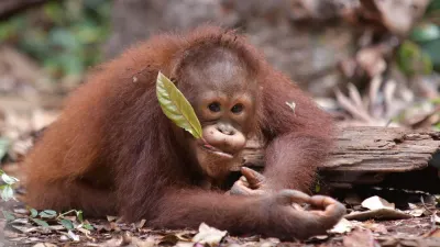 BNI Suarakan Pentingnya Pelestarian Satwa Langka di Hari Spesies Terancam Punah