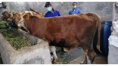 Pastikan Hewan Kurban Memenuhi Prinsip Aman, Sehat, Utuh dan Halal, Sudin KPKP Jakut Periksa 2.656 Sapi hingga Domba Jelang Idul Adha 2026