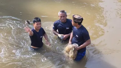 Masih Berlanjut, 76 Ekor Ikan Sapu-sapu di Kali Angke Berhasil Terjaring Operasi Gabungan Sudin KPKP dan UPK Jakarta Barat! 