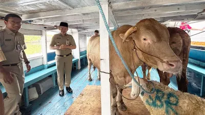 Pemerintah Kabupaten (Pemkab) Kepulauan Seribu mendistribusikan sebanyak 49 hewan kurban ke 11 pulau permukiman menjelang Hari Raya Iduladha 1447 Hijriah. (Sumber: beritajakarta.id | Foto: beritajakarta.id)