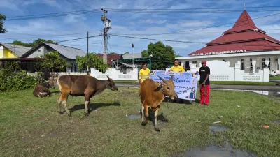 NHM melalui Yayasan NHM Peduli menyalurkan 66 ekor sapi kurban bagi masyarakat di lima kecamatan lingkar tambang Halmahera Utara.