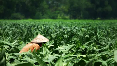 Ilustrasi Petani Tembakau. (Sumber: Unsplash/Pix-Off)
