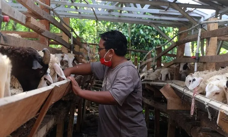 Jaga kondisi ternak jelang Iduladha, Dompet Dhuafa kunjungi mitra ternak di Cilegon (Dok Dompet Dhuafa)