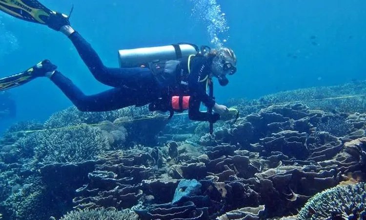 Ilustrasi menyelam/reefcheck.or.id