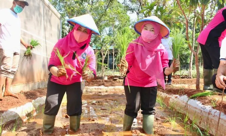 Miniatur percontohan sistem minapadi di lahan seluas 30 meter persegi/dok: utara.jakarta.go.id