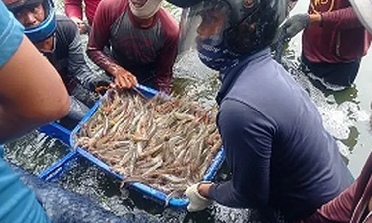 PT SFA yang merupakan pembudidaya binaan sudin KPKP Kepulauan Seribu di Pulau Untung Jawa tengah memanen udang/dok: pulauseribu.jakarta.go.id