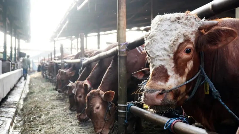 Perumda Dharma Jaya menargetkan penyediaan hewan kurban sebanyak 900 ekor sapi guna memenuhi kebutuhan masyarakat Jakarta dalam menyambut Hari Raya Iduladha 1447 Hijriah. (Sumber: Beritajakarta.id | Foto: Beritajakarta.id)